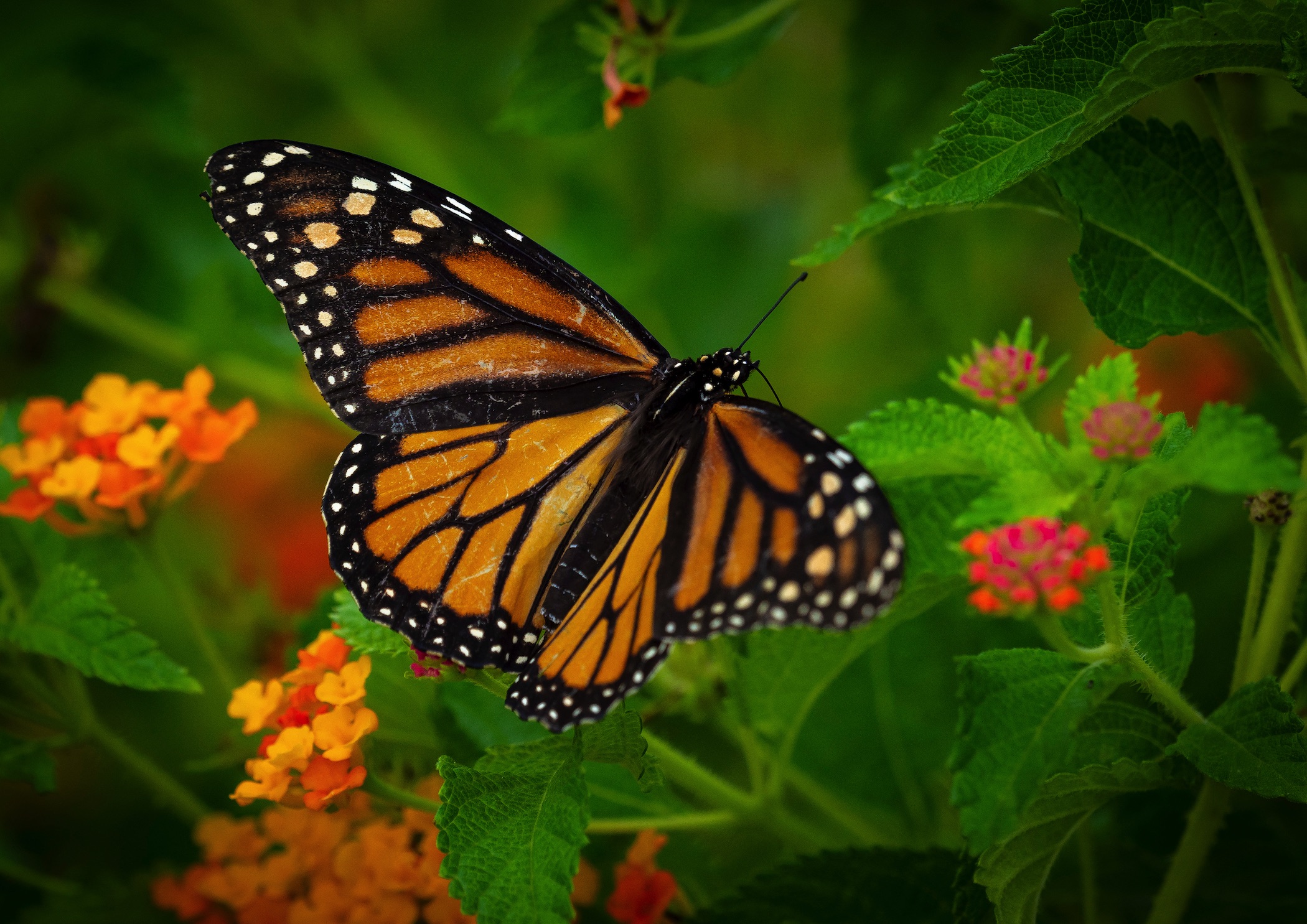 Monarch butterfly